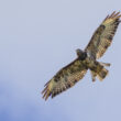 Buse variable
